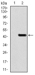 GRIA2 / GLUR2 Antibody - Western blot using GRIA2 monoclonal antibody against HEK293 (1) and GRIA2 (AA: 652-807)-hIgGFc transfected HEK293 (2) cell lysate.