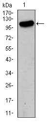 GRIA2 / GLUR2 Antibody - Western blot using GRIA2 mouse monoclonal antibody against HeLa (1) cell lysate.