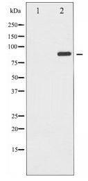 GRIA2 / GLUR2 Antibody - Western blot of GluR2 expression in Mouse brain tissue lysates,The lane on the left is treated with the antigen-specific peptide.using Phospho-Akt(Ser473) Antibody.