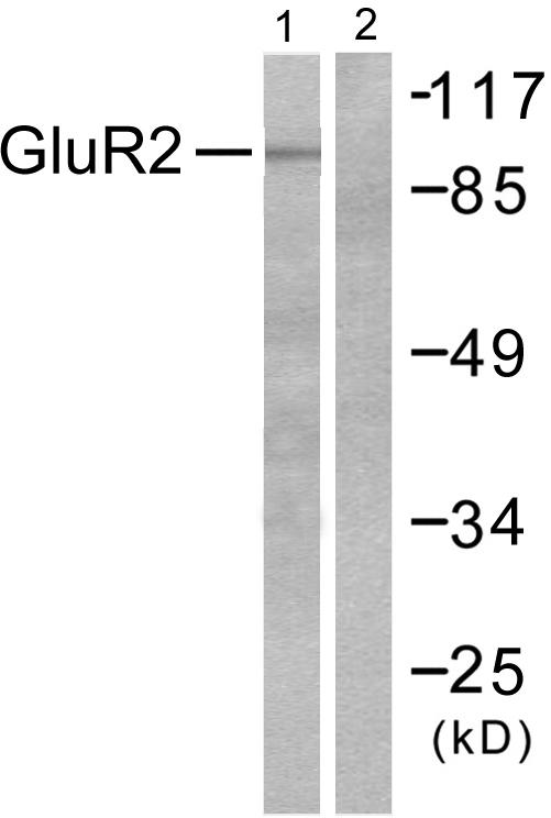 GRIA2 / GLUR2 Antibody - Western blot analysis of extracts from mouse brain, using Glutamate receptor 2 (Ab-880) antibody (, Line 1 and 2).