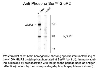 GRIA2 / GLUR2 Antibody