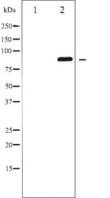 GRIA2 / GLUR2 Antibody - Western blot analysis of GluR2 phosphorylation expression in mouse brain tissue lysates. The lane on the left is treated with the antigen-specific peptide.
