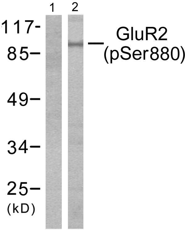 GRIA2 / GLUR2 Antibody - Western blot analysis of extracts from mouse brain, using Glutamate receptor 2 (phospho-Ser880) antibody.