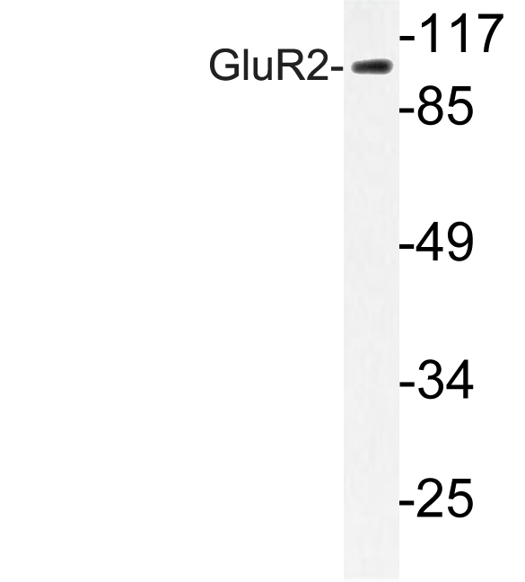 GRIA2 / GLUR2 Antibody - Western blot of GluR2 (Y873) pAb in extracts from HUVEC cells.