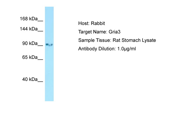 GRIA3 / GLUR3 Antibody -  This image was taken for the unconjugated form of this product. Other forms have not been tested.