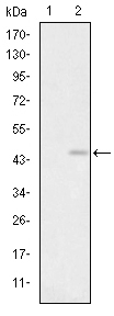 GRIA3 / GLUR3 Antibody - Western blot using GRIA3 monoclonal antibody against HEK293 (1) and GRIA3(AA: 683-824)-hIgGFc transfected HEK293 (2) cell lysate.