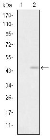 GRIA3 / GLUR3 Antibody - GluR3 Antibody in Western Blot (WB)