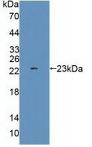 GRIA3 / GLUR3 Antibody - Western Blot; Sample: Recombinant GRIA3, Human.