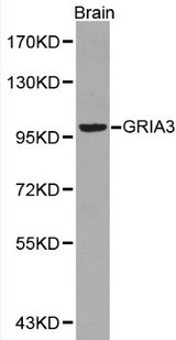 GRIA3 / GLUR3 Antibody - Western blot of GRIA3 pAb in extracts from mouse brain tissue.