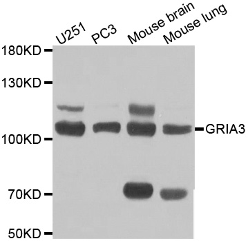 GRIA3 / GLUR3 Antibody - Western blot analysis of extracts of various cell lines, using GRIA3 antibody at 1:1000 dilution. The secondary antibody used was an HRP Goat Anti-Rabbit IgG (H+L) at 1:10000 dilution. Lysates were loaded 25ug per lane and 3% nonfat dry milk in TBST was used for blocking.