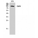 GRIA4 / GLUR4 Antibody - Western blot of GluR4 antibody