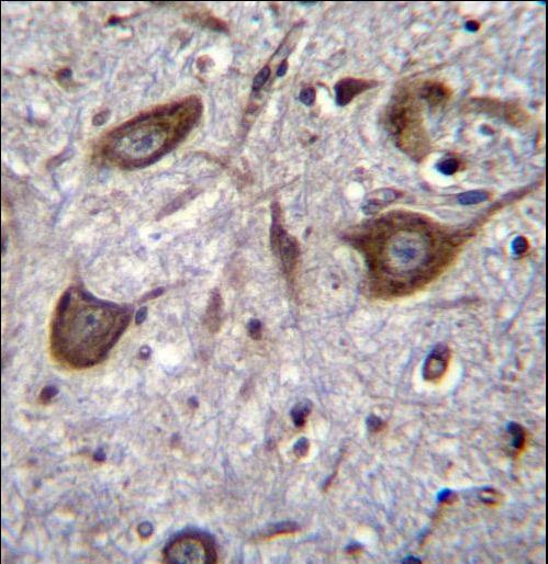GRIA4 / GLUR4 Antibody - GRIA4 Antibody immunohistochemistry of formalin-fixed and paraffin-embedded human brain tissue followed by peroxidase-conjugated secondary antibody and DAB staining.