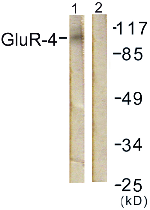 GRIA4 / GLUR4 Antibody - Western blot analysis of lysates from NIH/3T3 cells, treated with Forskolin 40nM 30', using GluR4 Antibody. The lane on the right is blocked with the synthesized peptide.
