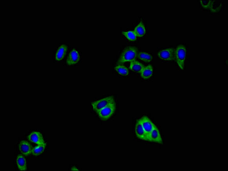 GRIA4 / GLUR4 Antibody - Immunofluorescent analysis of HepG2 cells using GRIA4 Antibody at a dilution of 1:100 and Alexa Fluor 488-congugated AffiniPure Goat Anti-Rabbit IgG(H+L)