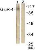 GRIA4 / GLUR4 Antibody - Western blot analysis of extracts from NIH/3T3 cells, treated with Forskolin (40nM, 30mins), using GluR4 (Ab-862) antibody.