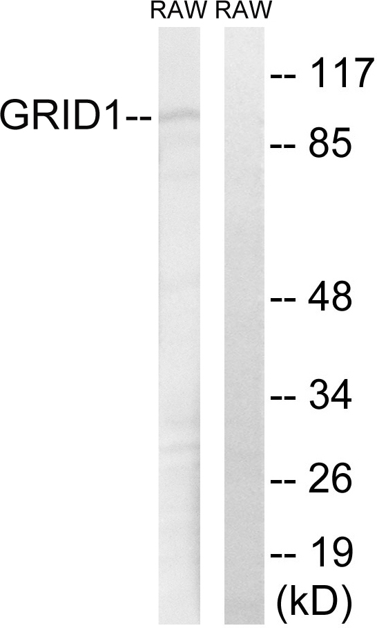 GRID1 Antibody - Western blot analysis of lysates from RAW264.7 cells, using GRID1 Antibody. The lane on the right is blocked with the synthesized peptide.
