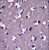 GRID1 Antibody - GRID1 Antibody immunohistochemistry of formalin-fixed and paraffin-embedded human brain tissue followed by peroxidase-conjugated secondary antibody and DAB staining.