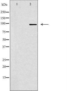 GRID1 Antibody - Western blot analysis of extracts of RAW264.7 cells using GRID1 antibody. The lane on the left is treated with the antigen-specific peptide.