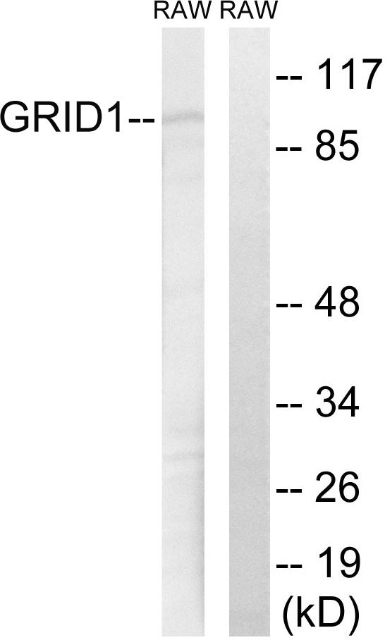 GRID1 Antibody - Western blot analysis of extracts from RAW264.7 cells, using GRID1 antibody.
