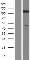 GRID1 Protein - Western validation with an anti-DDK antibody * L: Control HEK293 lysate R: Over-expression lysate