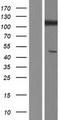 GRID1 Protein - Western validation with an anti-DDK antibody * L: Control HEK293 lysate R: Over-expression lysate