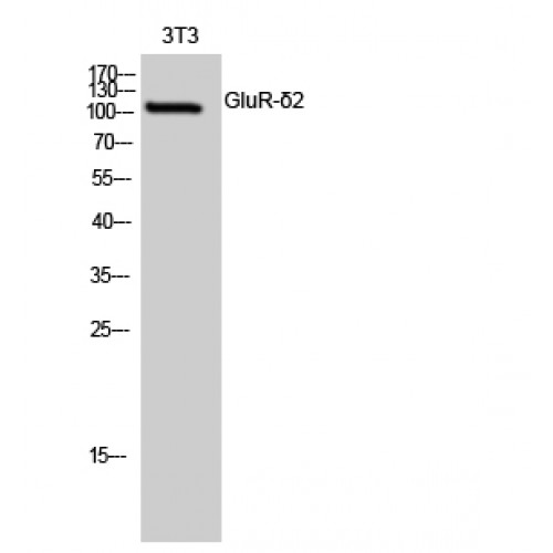 GRID2 Antibody - Western blot of GluR-delta2 antibody