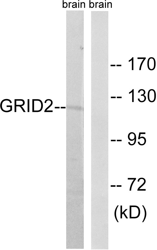 GRID2 Antibody - Western blot analysis of lysates from mouse brain, using GRID2 Antibody. The lane on the right is blocked with the synthesized peptide.