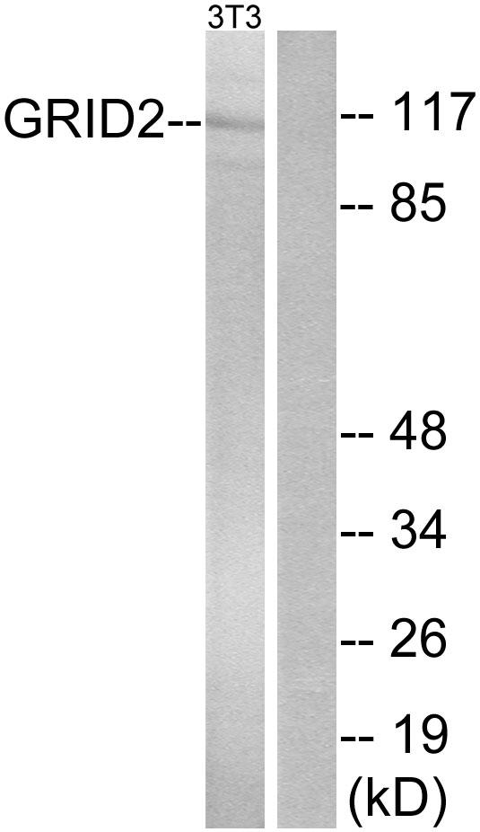 GRID2 Antibody - Western blot analysis of extracts from NIH/3T3 cells, using GRID2 antibody.