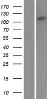 GRID2 Protein - Western validation with an anti-DDK antibody * L: Control HEK293 lysate R: Over-expression lysate