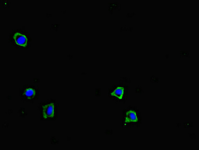 GRID2IP Antibody - Immunofluorescent analysis of HepG2 cells diluted at 1:100 and Alexa Fluor 488-congugated AffiniPure Goat Anti-Rabbit IgG(H+L)
