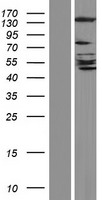 GRID2IP Protein - Western validation with an anti-DDK antibody * L: Control HEK293 lysate R: Over-expression lysate