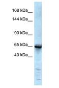 GRIK1 / GLUR5 Antibody - GRIK1 / GLUR5 antibody Western Blot of Mouse Thymus. Antibody dilution: 1 ug/ml.  This image was taken for the unconjugated form of this product. Other forms have not been tested.