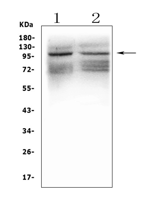 GRIK1 / GLUR5 Antibody - Western blot analysis of GRIK1 using anti-GRIK1 antibody. Electrophoresis was performed on a 5-20% SDS-PAGE gel at 70V (Stacking gel) / 90V (Resolving gel) for 2-3 hours. The sample well of each lane was loaded with 50ug of sample under reducing conditions. Lane 1: rat brain tissue lysates, Lane 2: mouse brain tissue lysates, After Electrophoresis, proteins were transferred to a Nitrocellulose membrane at 150mA for 50-90 minutes. Blocked the membrane with 5% Non-fat Milk/ TBS for 1.5 hour at RT. The membrane was incubated with rabbit anti-GRIK1 antigen affinity purified polyclonal antibody at 0.5 µg/mL overnight at 4°C, then washed with TBS-0.1% Tween 3 times with 5 minutes each and probed with a goat anti-rabbit IgG-HRP secondary antibody at a dilution of 1:10000 for 1.5 hour at RT. The signal is developed using an Enhanced Chemiluminescent detection (ECL) kit with Tanon 5200 system. A specific band was detected for GRIK1 at approximately 104KD. The expected band size for GRIK1 is at 104KD.