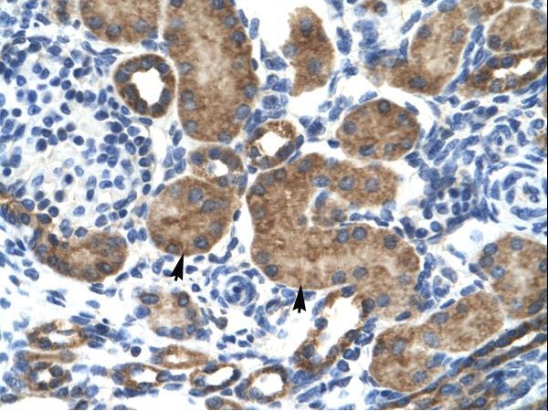 GRIK2 / GLUR6 Antibody - GRIK2 antibody ARP35515_T100-GRIK2 (glutamate receptor, ionotropic, kainate 2) Antibody was used in IHC to stain formalin-fixed, paraffin-embedded human kidney.  This image was taken for the unconjugated form of this product. Other forms have not been tested.