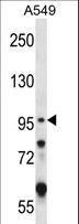 GRIK2 / GLUR6 Antibody - GRIK2 Antibody western blot of A549 cell line lysates (35 ug/lane). The GRIK2 antibody detected the GRIK2 protein (arrow).
