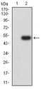 GRIK2 / GLUR6 Antibody - Western blot analysis using GRIK2 mAb against HEK293 (1) and GRIK2 (AA: extra 45-226)-hIgGFc transfected HEK293 (2) cell lysate.