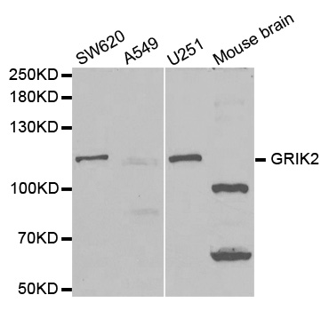 GRIK2 / GLUR6 Antibody - Western blot analysis of extracts of various cell lines.