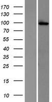 GRIK2 / GLUR6 Protein - Western validation with an anti-DDK antibody * L: Control HEK293 lysate R: Over-expression lysate