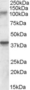 GRIK3 / GLUR7 Antibody - Antibody (0.3 ug/ml) staining of Rat Brain lysate (35 ug protein in RIPA buffer). Primary incubation was 1 hour. Detected by chemiluminescence