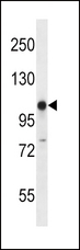 GRIK3 / GLUR7 Antibody - GRIK3 Antibody western blot of mouse stomach tissue lysates (35 ug/lane). The GRIK3 antibody detected the GRIK3 protein (arrow).
