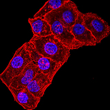 GRIK3 / GLUR7 Antibody - Immunofluorescence analysis of Hela cells using GRIK3 mouse mAb. Blue: DRAQ5 fluorescent DNA dye. Red: Actin filaments have been labeled with Alexa Fluor- 555 phalloidin.