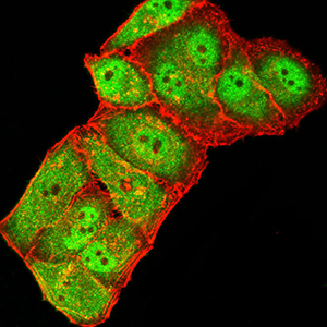 GRIK3 / GLUR7 Antibody - Immunofluorescence analysis of Hela cells using GRIK3 mouse mAb (green). Blue: DRAQ5 fluorescent DNA dye. Red: Actin filaments have been labeled with Alexa Fluor- 555 phalloidin. Secondary antibody from Fisher