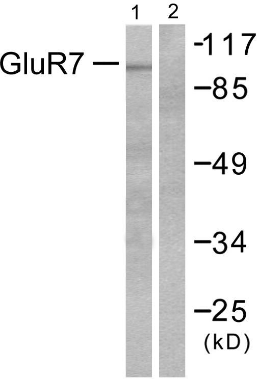 GRIK3 / GLUR7 Antibody - Western blot analysis of extracts from HuvEc cells, using GluR7 antibody.
