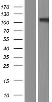 GRIK3 / GLUR7 Protein - Western validation with an anti-DDK antibody * L: Control HEK293 lysate R: Over-expression lysate