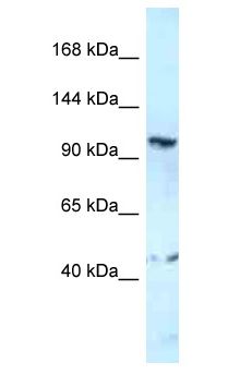 GRIK4 / KA1 Antibody - GRIK4 / KA1 antibody Western Blot of THP-1. Antibody dilution: 1 ug/ml.  This image was taken for the unconjugated form of this product. Other forms have not been tested.
