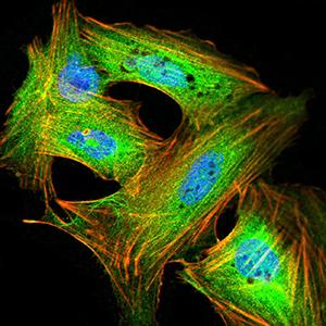 GRIK4 / KA1 Antibody - Immunofluorescence analysis of SK-N-SH cells using GRIK4 mouse mAb (green). Blue: DRAQ5 fluorescent DNA dye. Red: Actin filaments have been labeled with Alexa Fluor- 555 phalloidin. Secondary antibody from Fisher (Cat#: 35503)