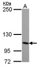 GRIK4 / KA1 Antibody - Sample (30 ug of whole cell lysate) A: NT2D1 5% SDS PAGE GRIK4 antibody diluted at 1:2000