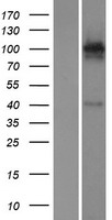 GRIK4 / KA1 Protein - Western validation with an anti-DDK antibody * L: Control HEK293 lysate R: Over-expression lysate