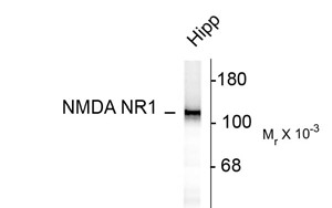 GRIN1 / NMDAR1 Antibody - Western blot of 10 ug of rat hippocampal (Hipp) lysate showing specific immunolabeling of the ~120k NR1 subunit of the NMDA receptor.