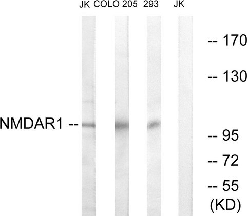GRIN1 / NMDAR1 Antibody - Western blot analysis of lysates from Jurkat, COLO205, and 293 cells, using NMDAR1 Antibody. The lane on the right is blocked with the synthesized peptide.